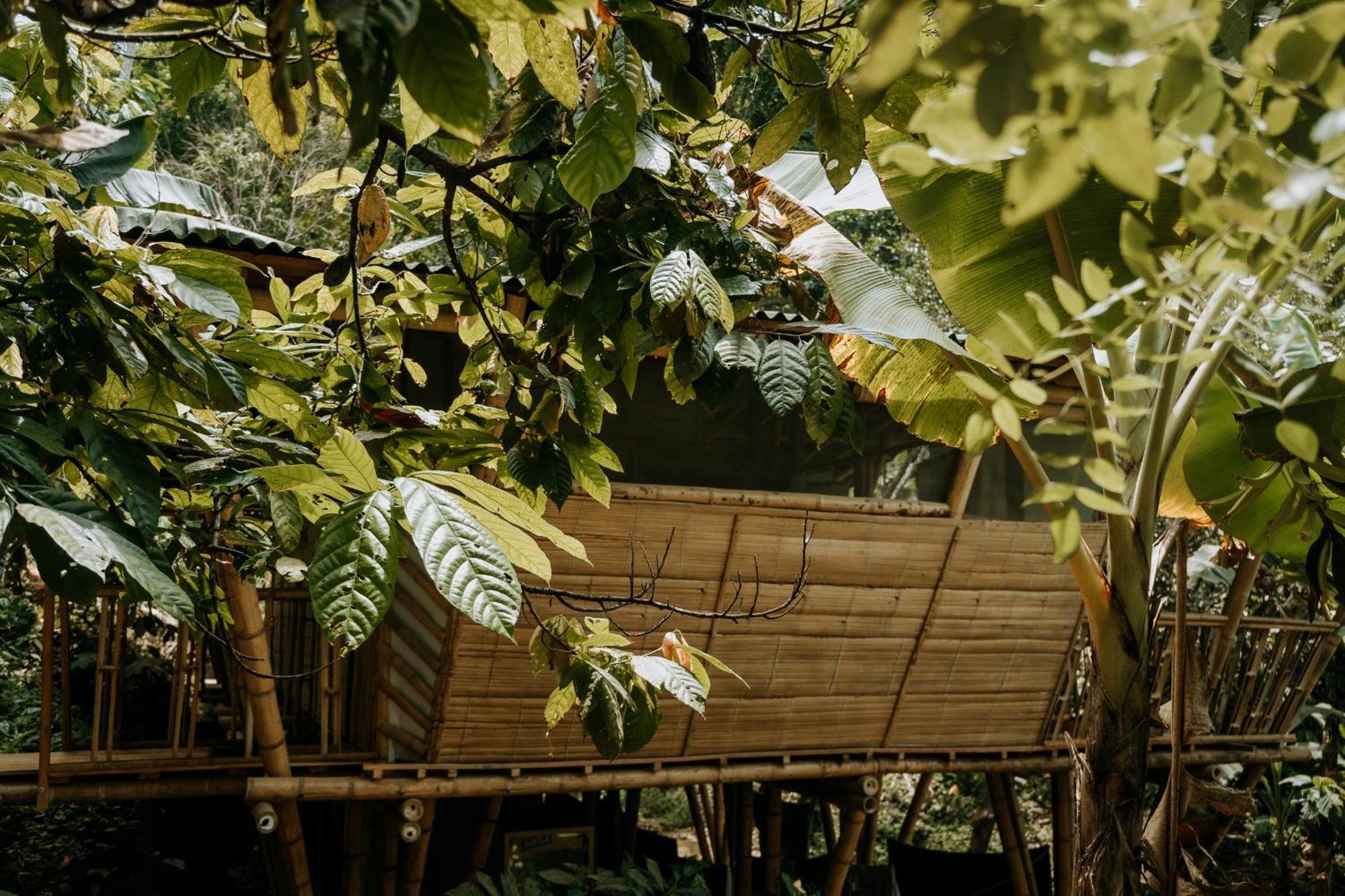 Finca La Selvita Chocolate Experience Буритака Экстерьер фото